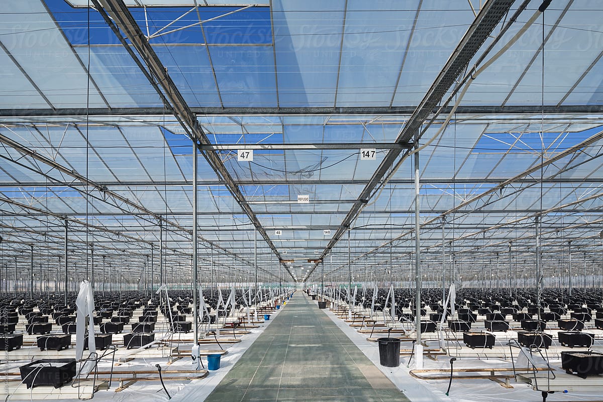 Hydroponic growing system on a greenhouse