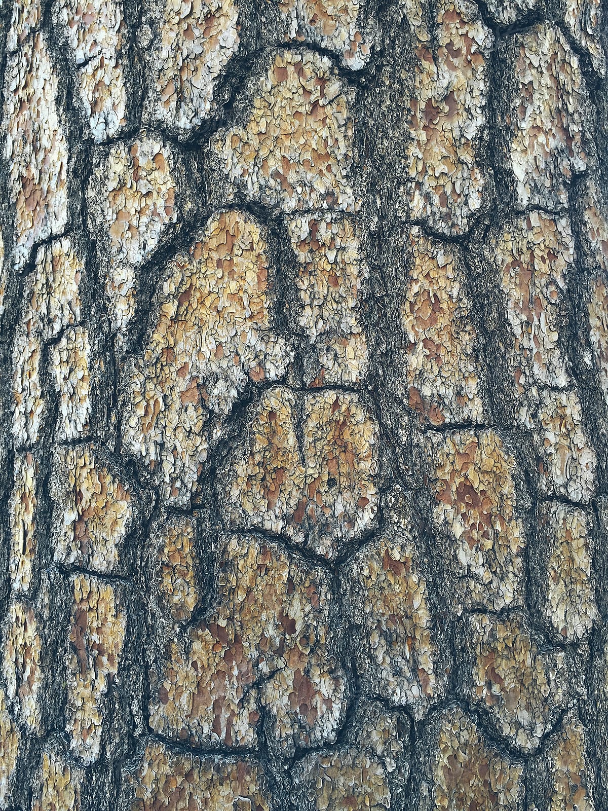 Close up of bark from old growth White pine tree