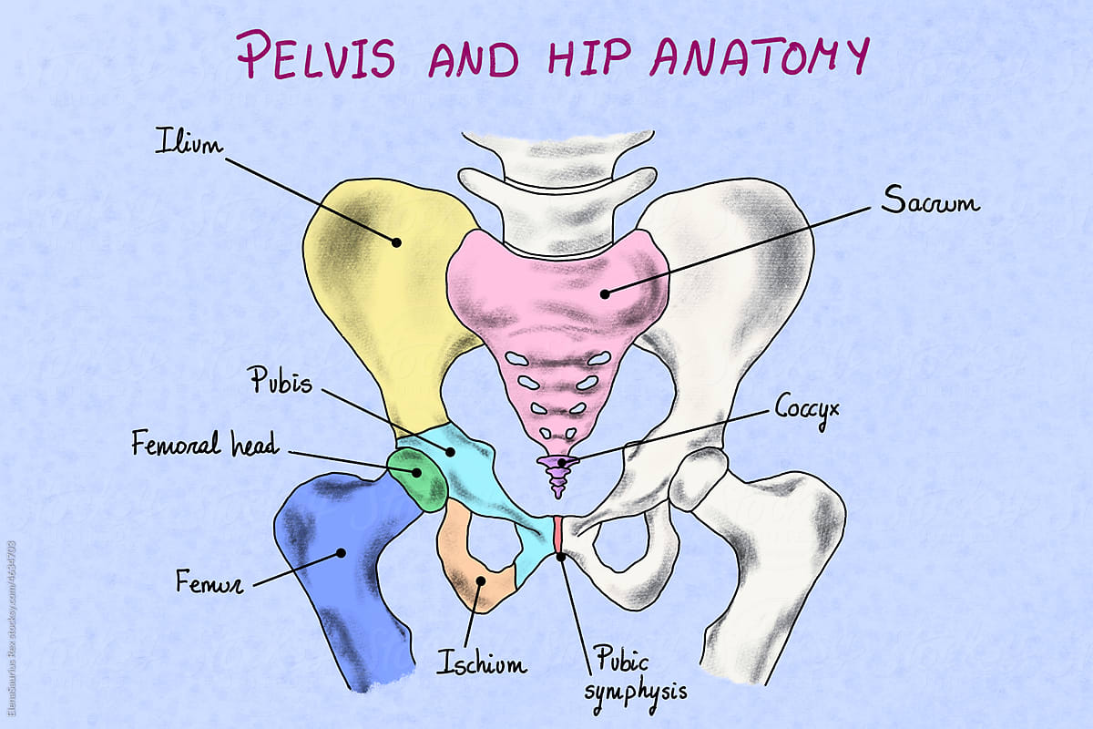 Human hip and pelvis illustration