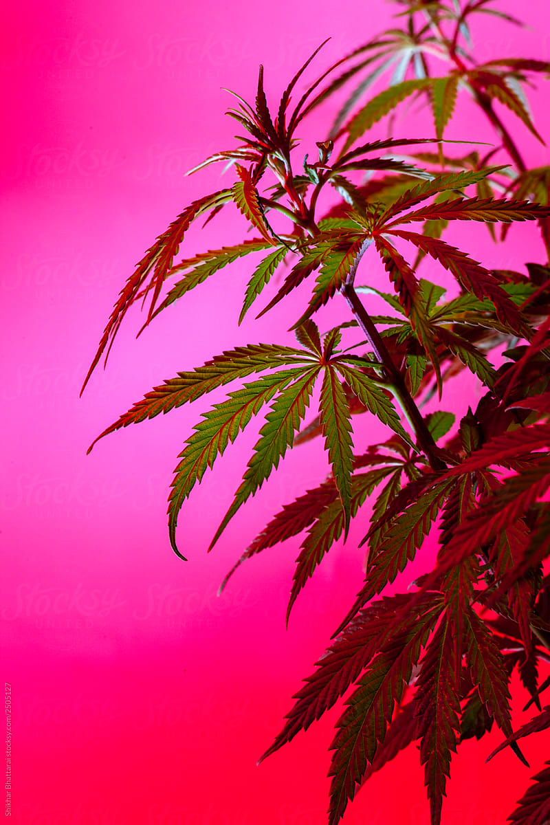 Marijuana plant shot inside a studio with colorful lights.
