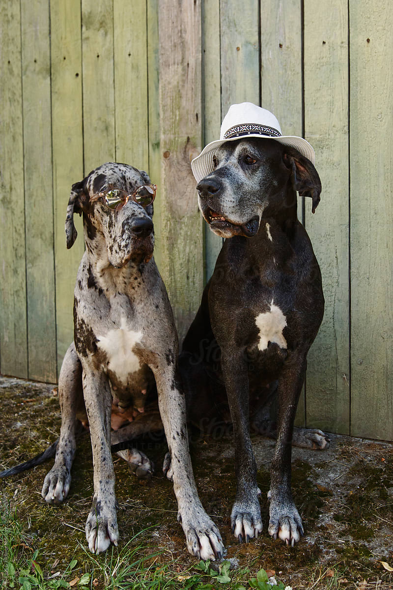Cute dogs in hat and sunglasses