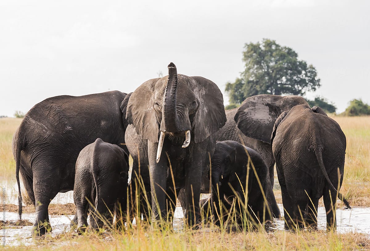 Group of elephants on the bank of a river
