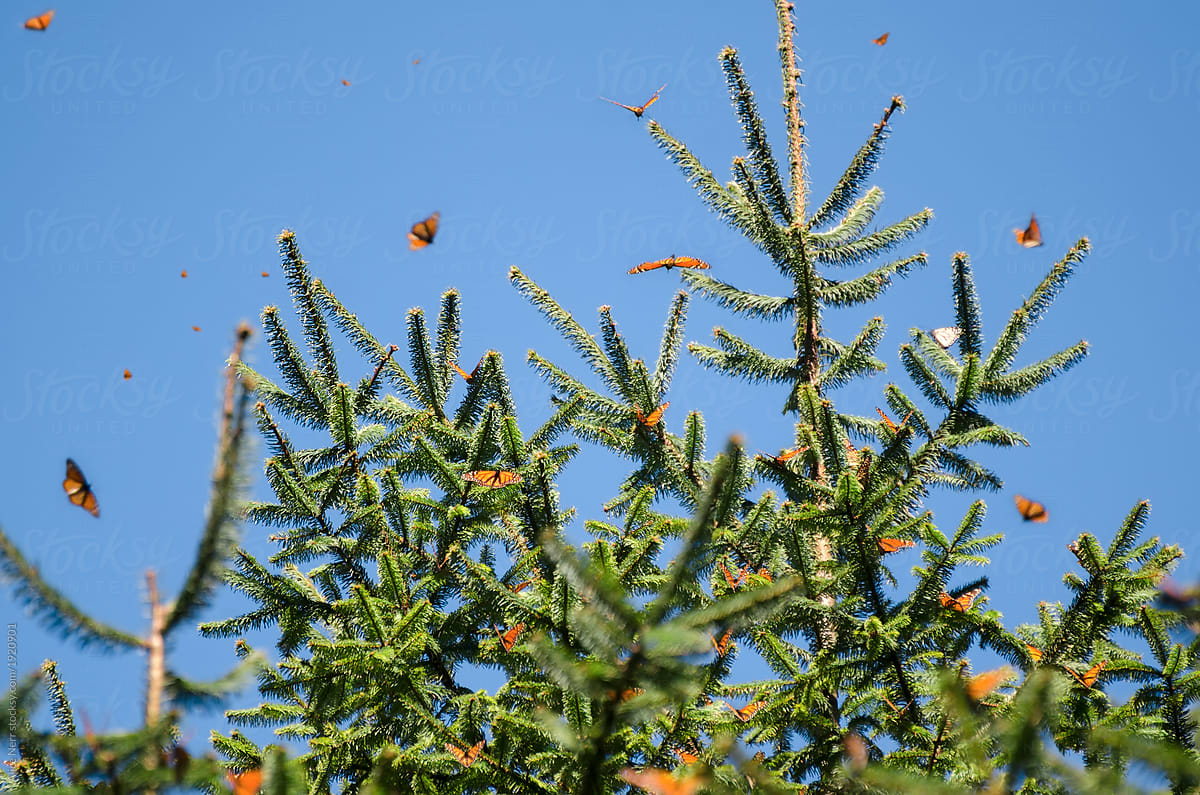 Orange monarch butterflies flying and sitting at green pine tree