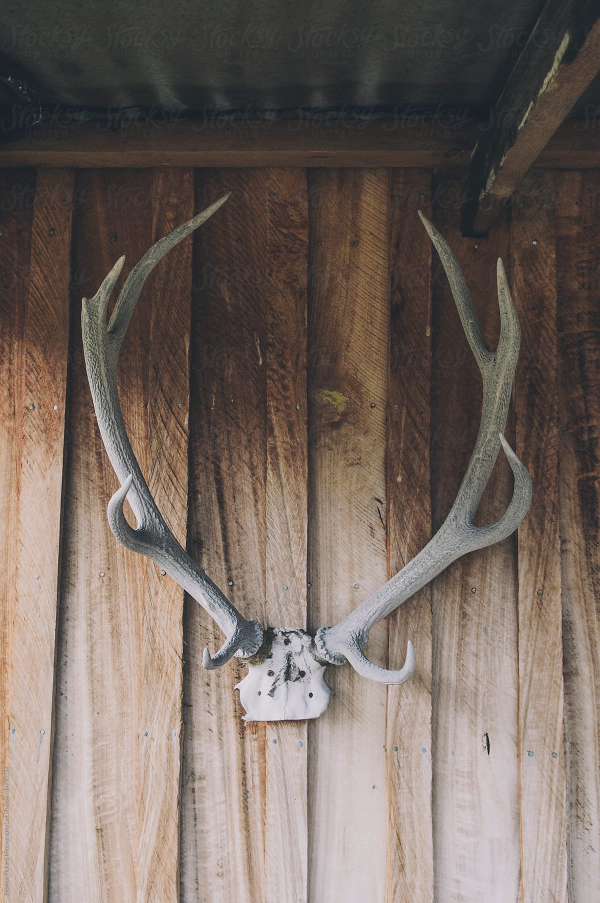 Deer horns on the ouside of a cabin / hut, New Zealand.