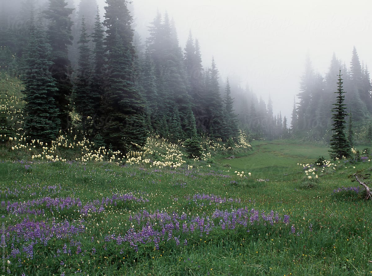 alpine mountain meadow near Eunice Lake in North Cascades of Washington
