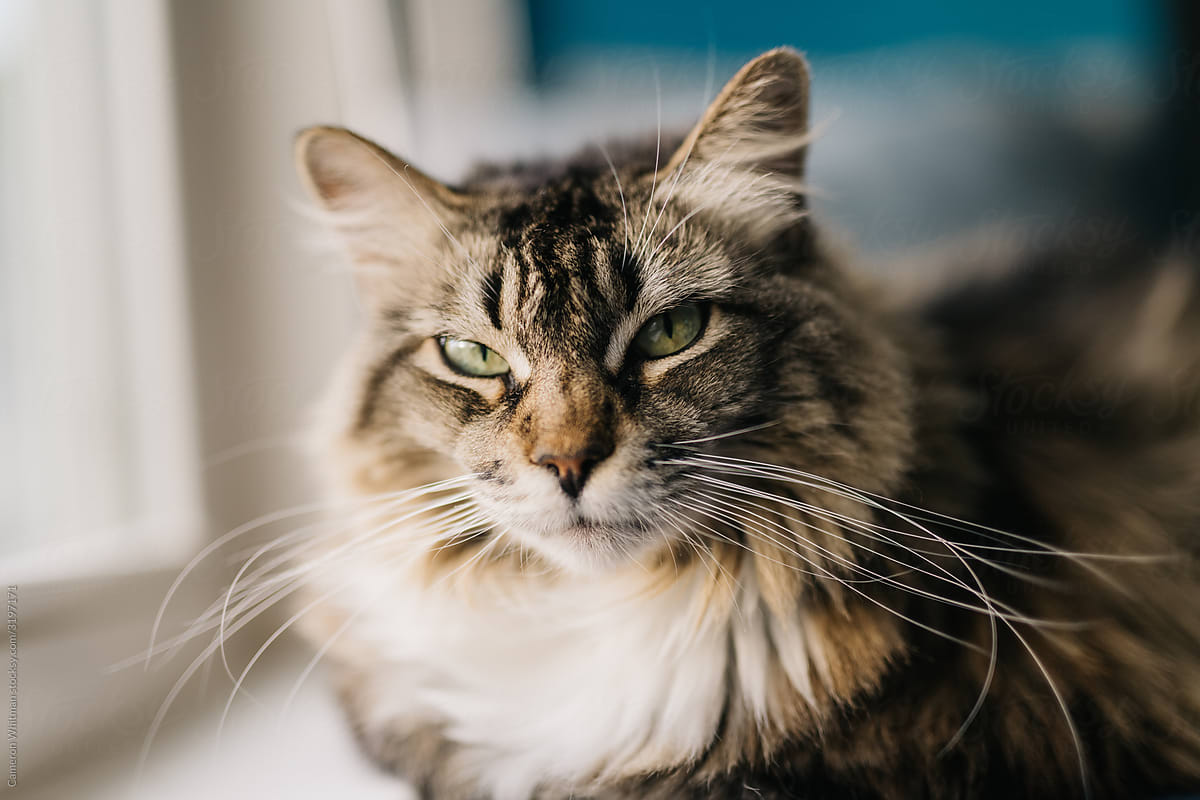 Close up portrait of a moody Maine Coon cat