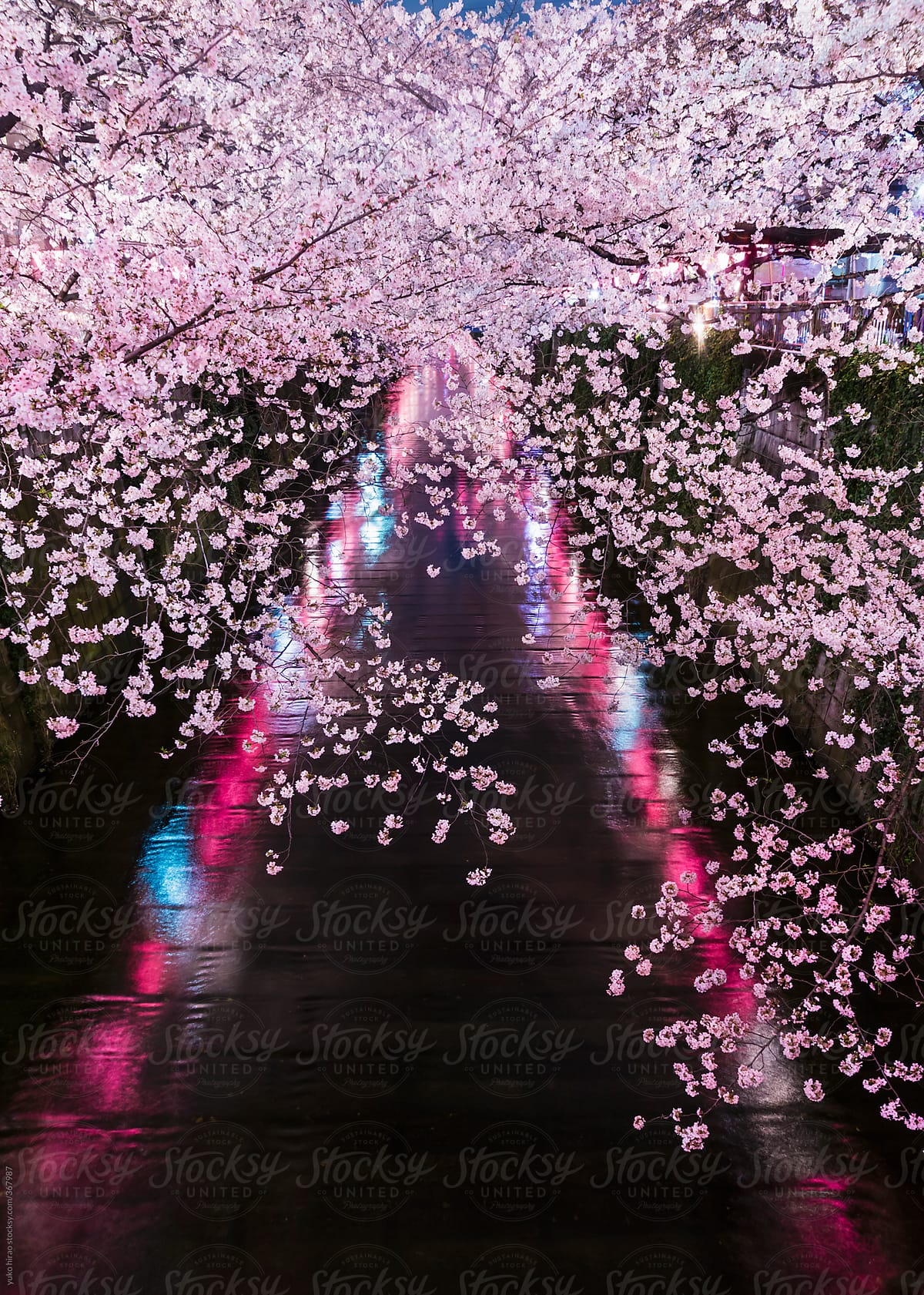 Japanese cherry blossoms at night over Meguro River