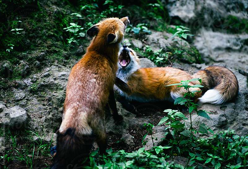 Two red foxes fighting on a rock