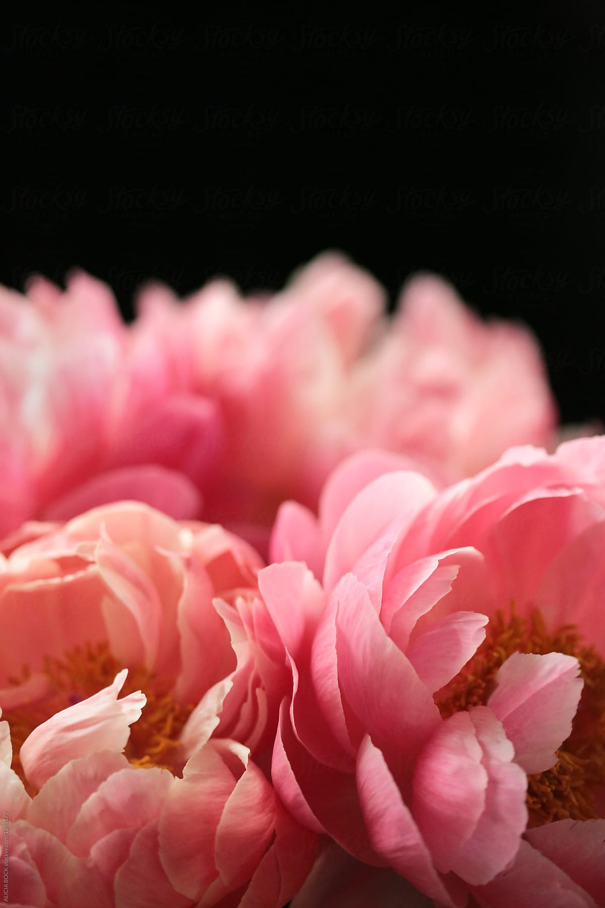 Stunning Pink Peony Flowers Against A Black Background By Alicia Bock Stocksy United