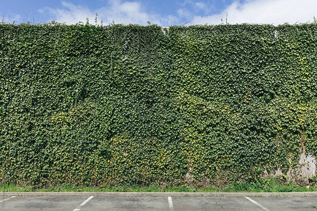 Detail of ivy growing on building wall, parking lot in foreground
