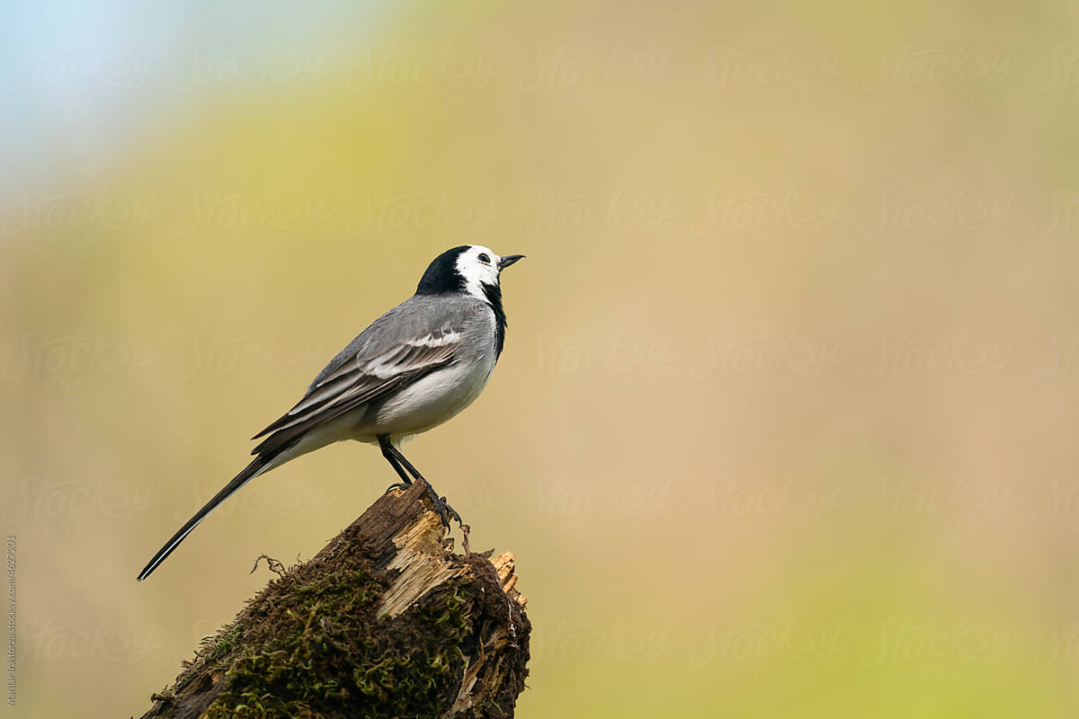 White Wagtail Looking Up At The Sky