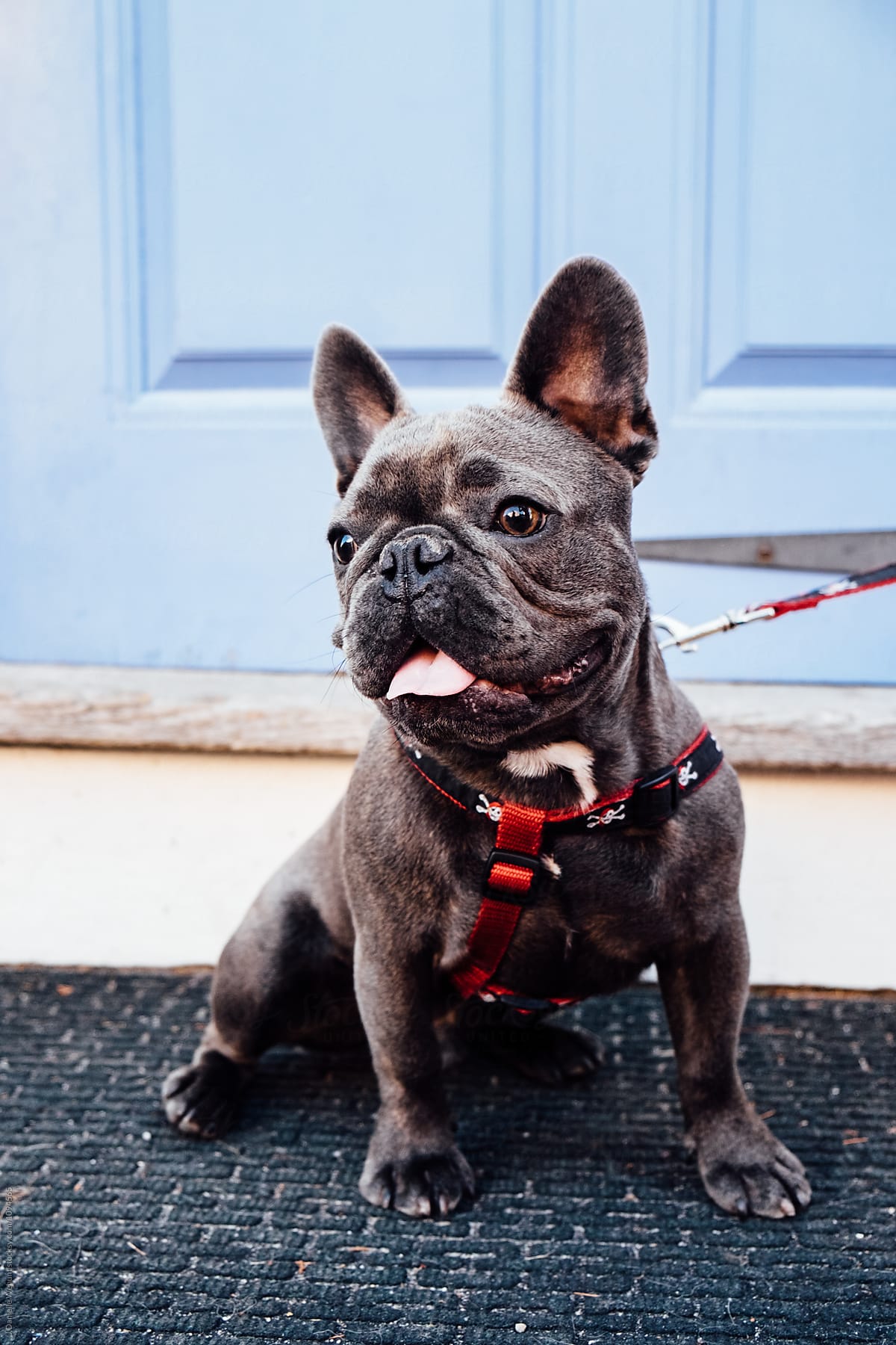 a blue black french bulldog sitting in front of a blue door
