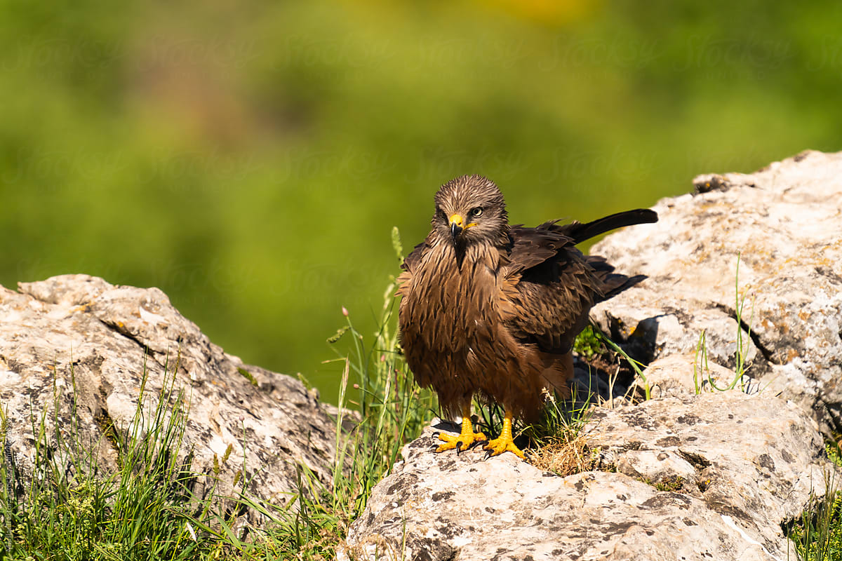 Beautiful Black Kite In The Mountains
