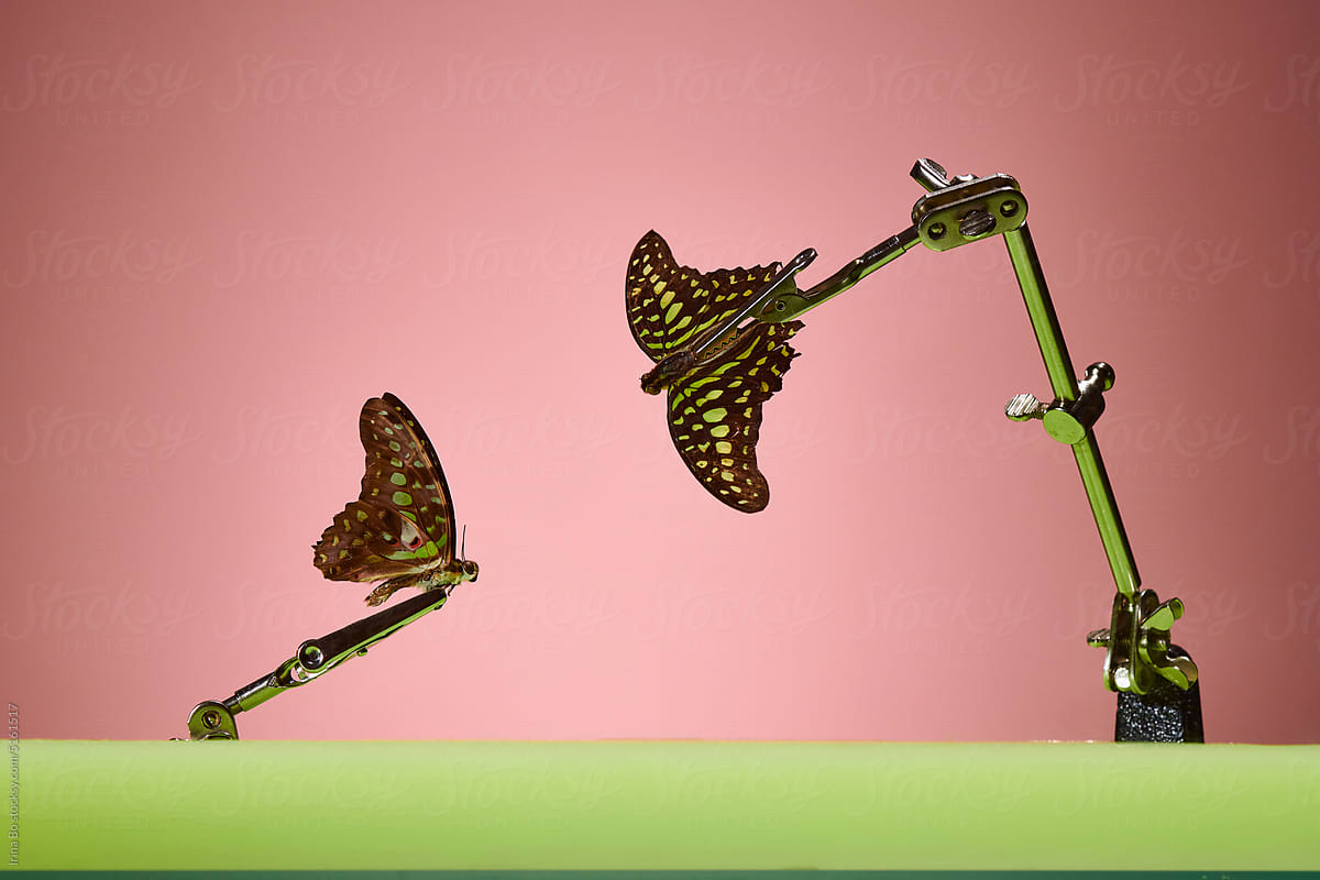 Metal clip holds butterfly over green surface