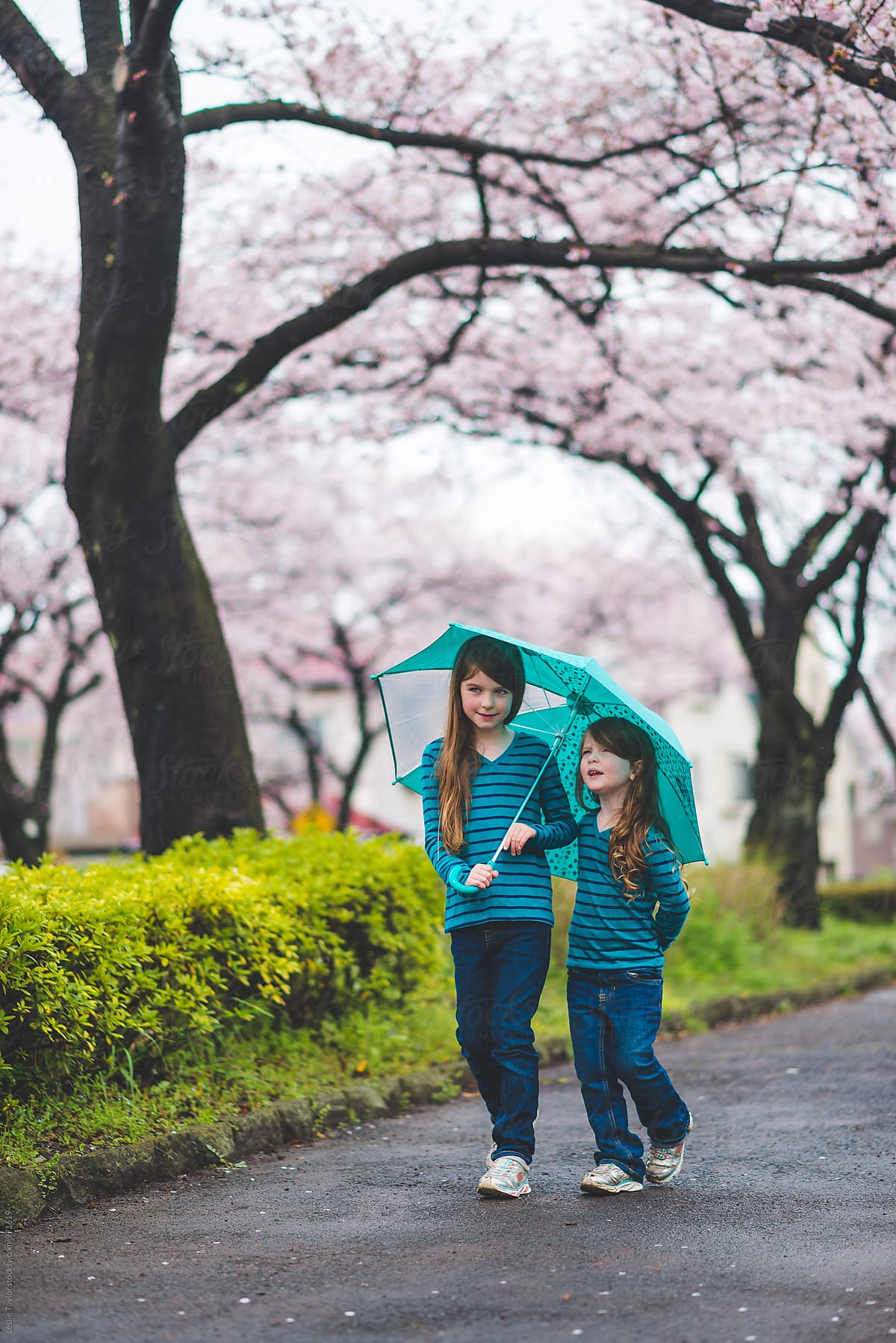 Two Girls Walk With An Umbrella Under Cherry Blossoms