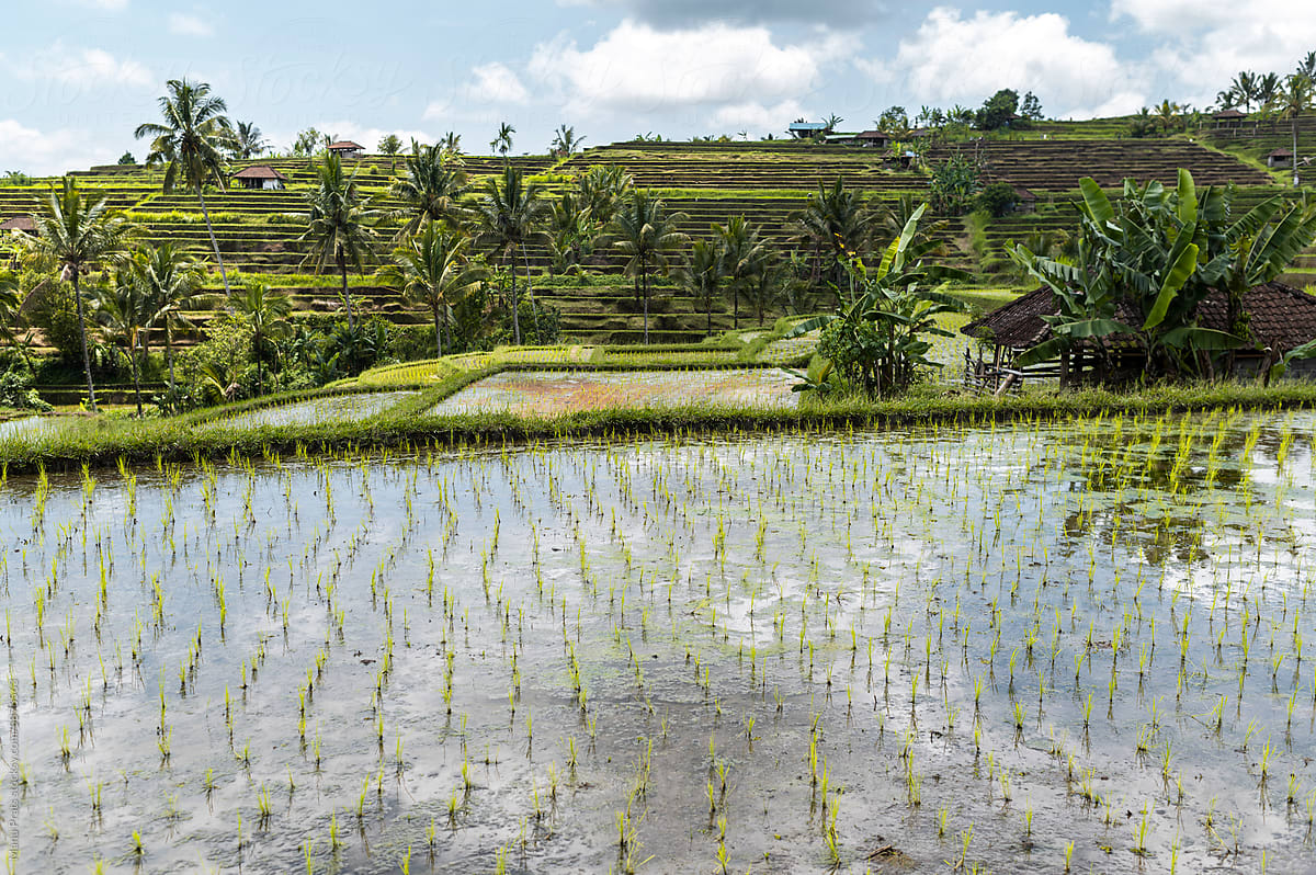 Newly planted rice shoots in a paddy