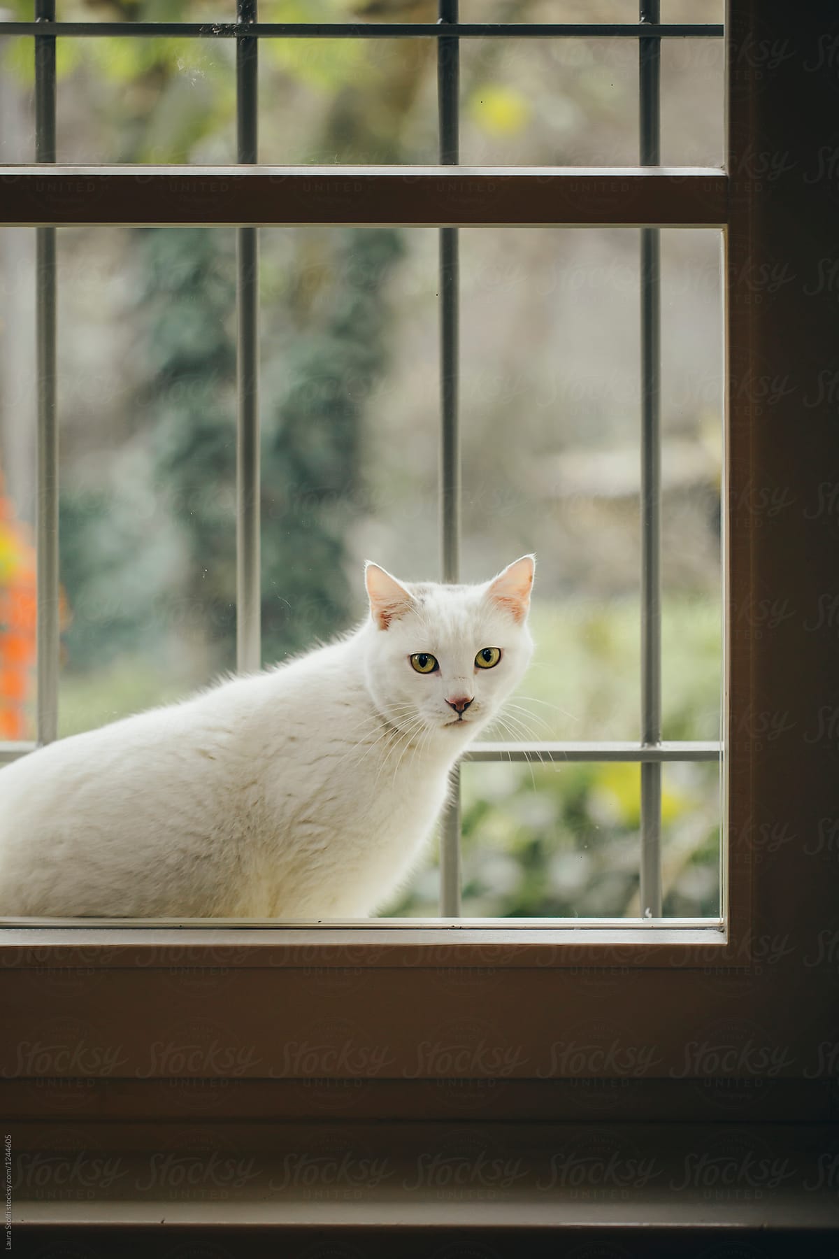 White cat staring inside house through closed window