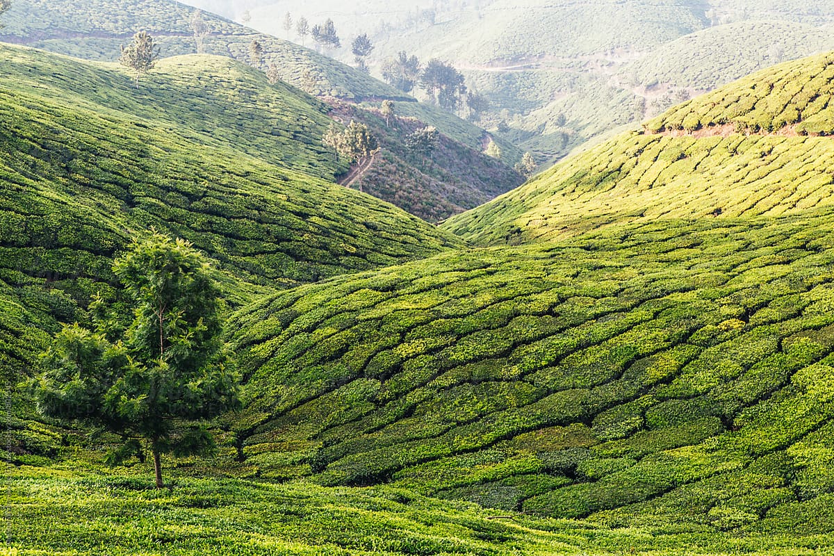 Green landscape of tea plantations and trees in a valley on a sunny day in Munnar, India