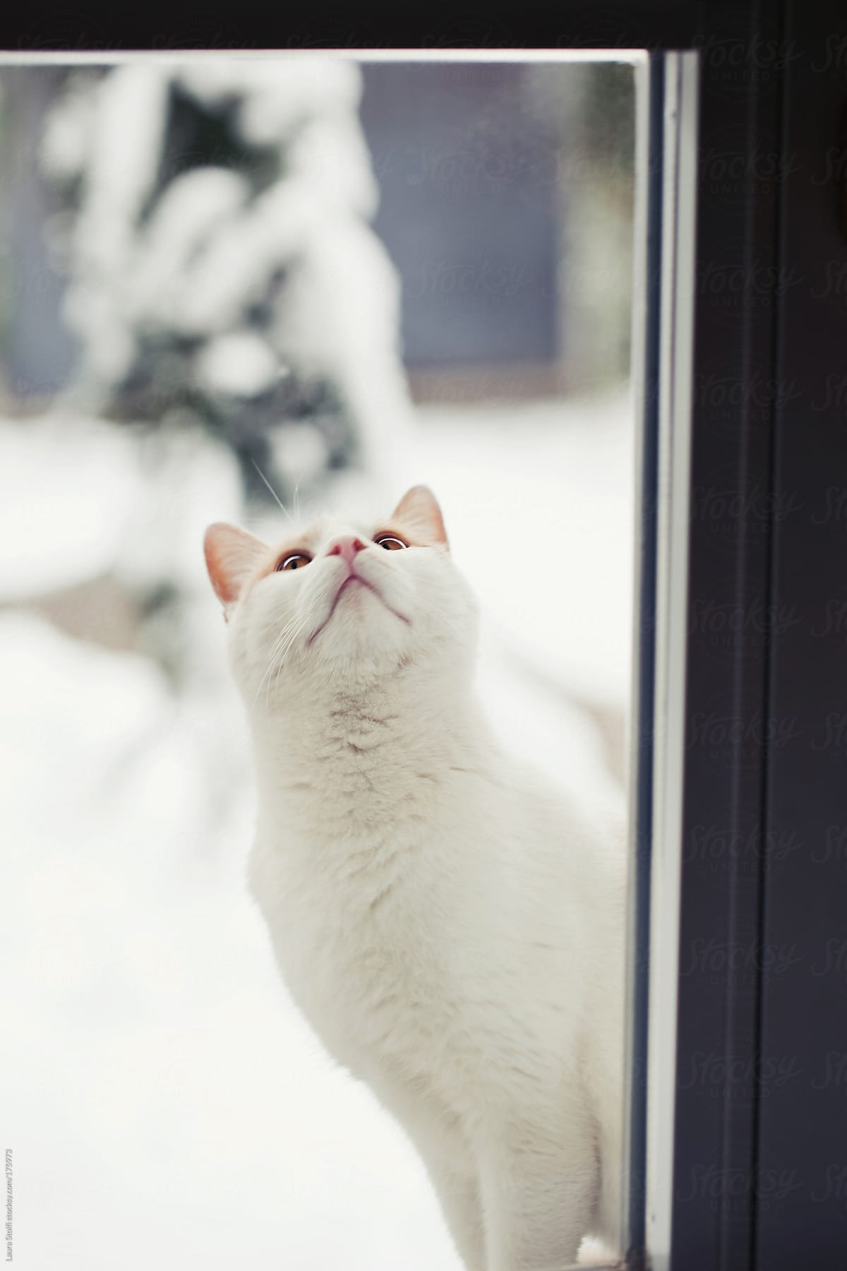 Cat on windowsill out of the window in snowy garden