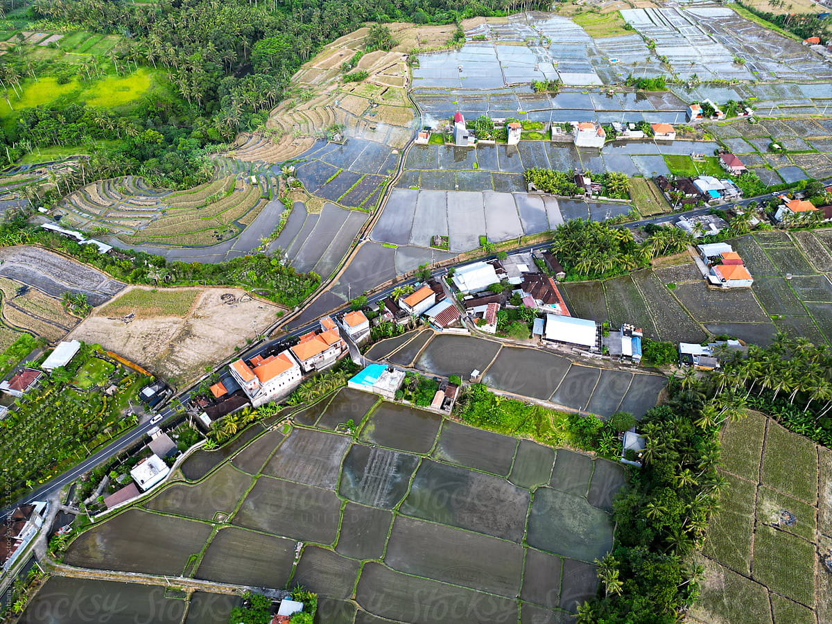 terraced rice fields ready for planting rice in bali indonesia drone