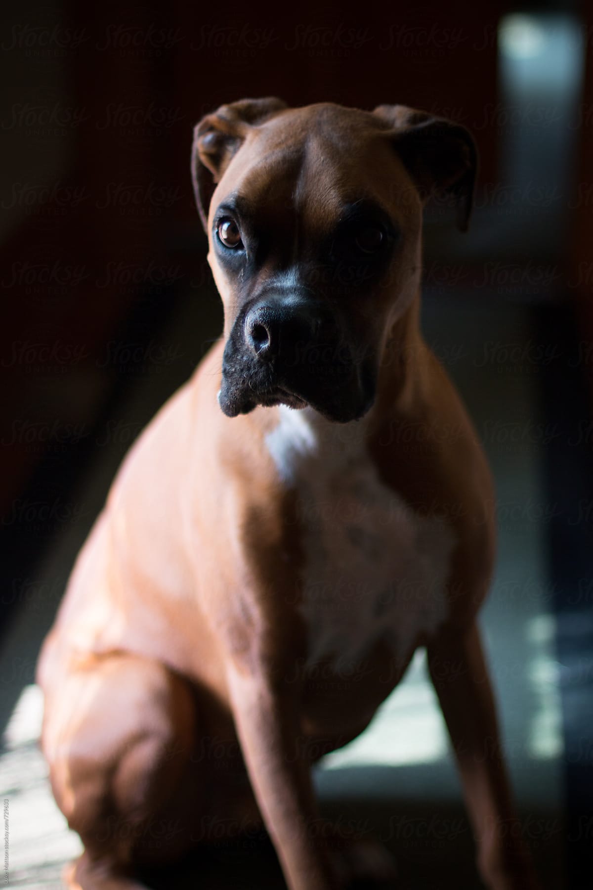 Portrait Of Pet Boxer Dog Standing In The Shadows