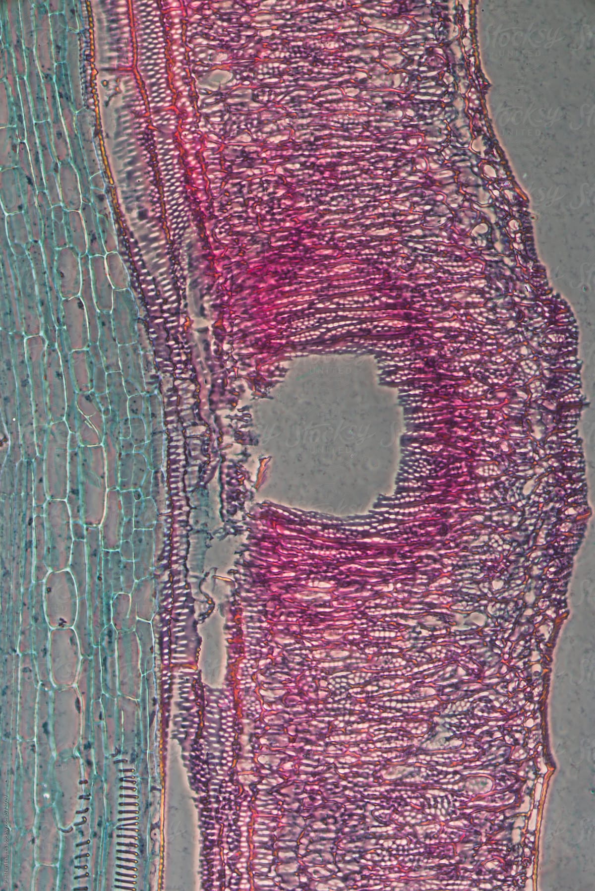 micrograph cells of Cucurbita pepo stem