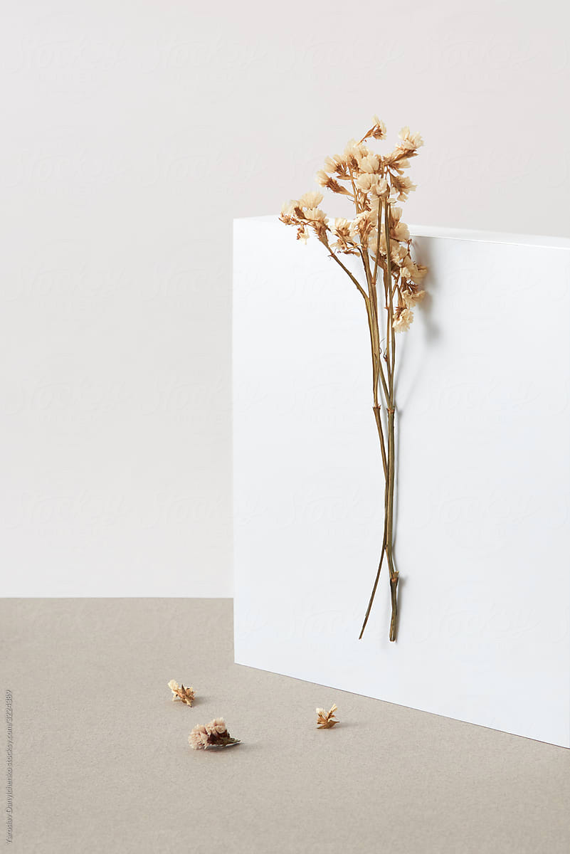 Vertical dry flower on a cube surface.