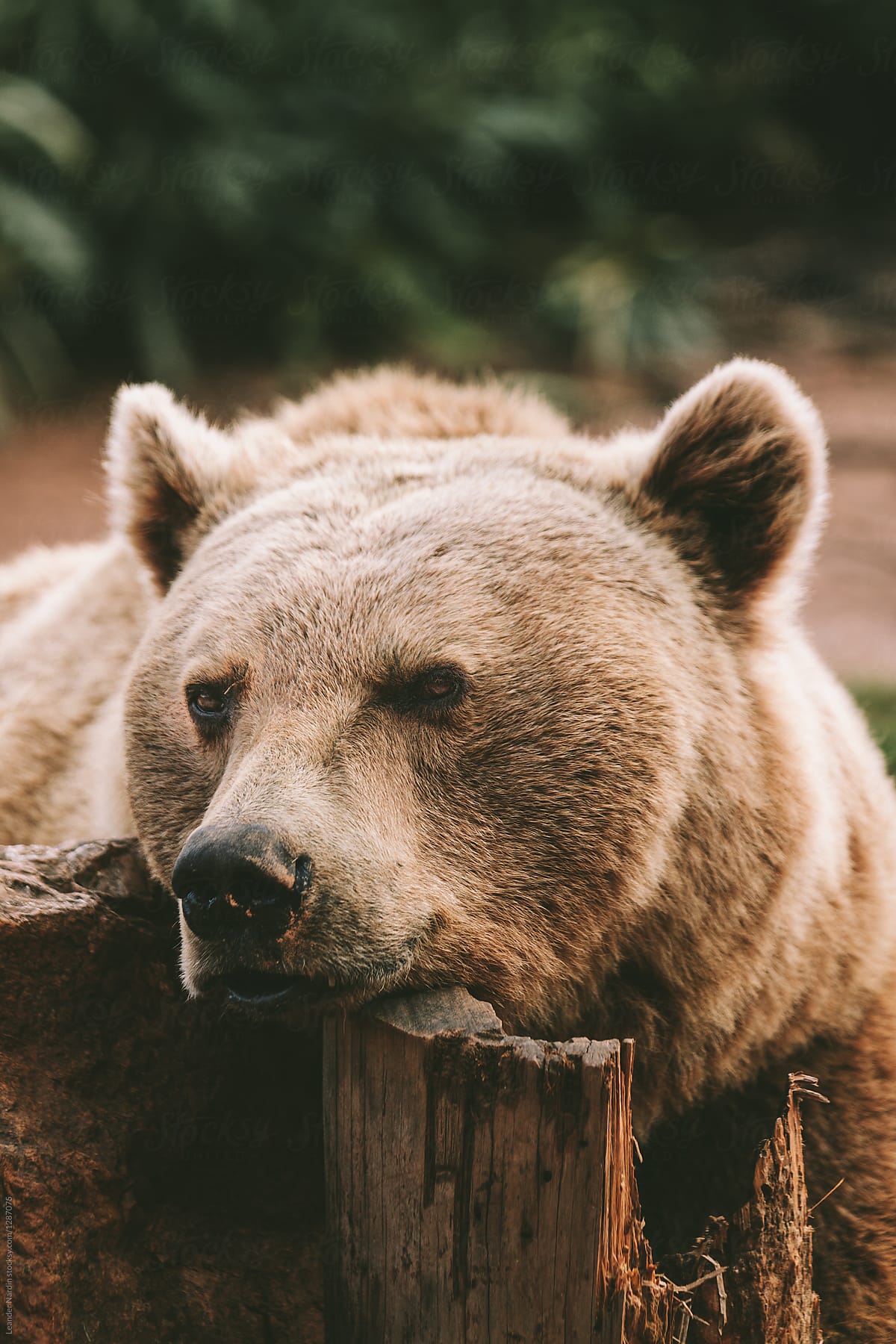 tired brown bear