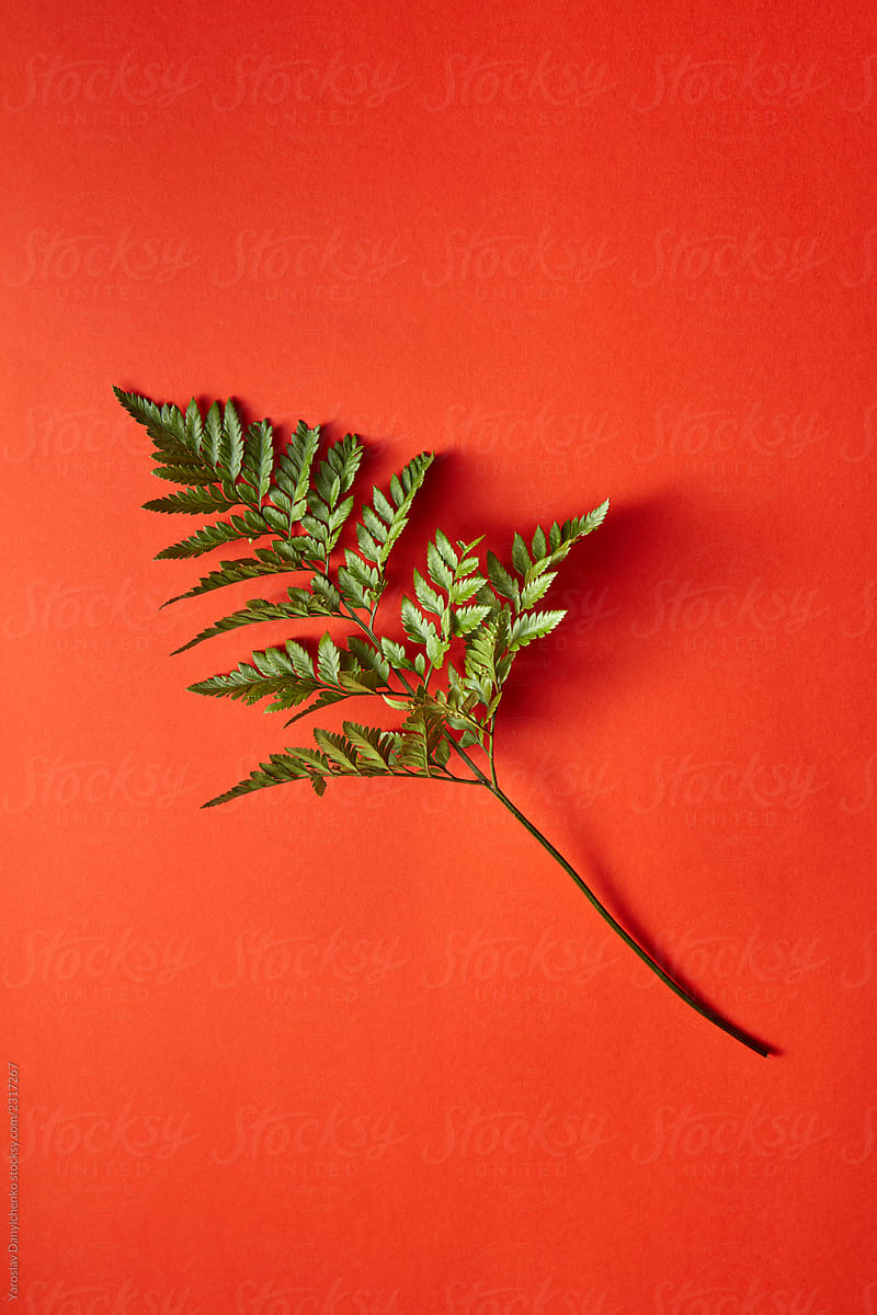Exotic branch of green leaves presented on a dark red background with space for text. Top view