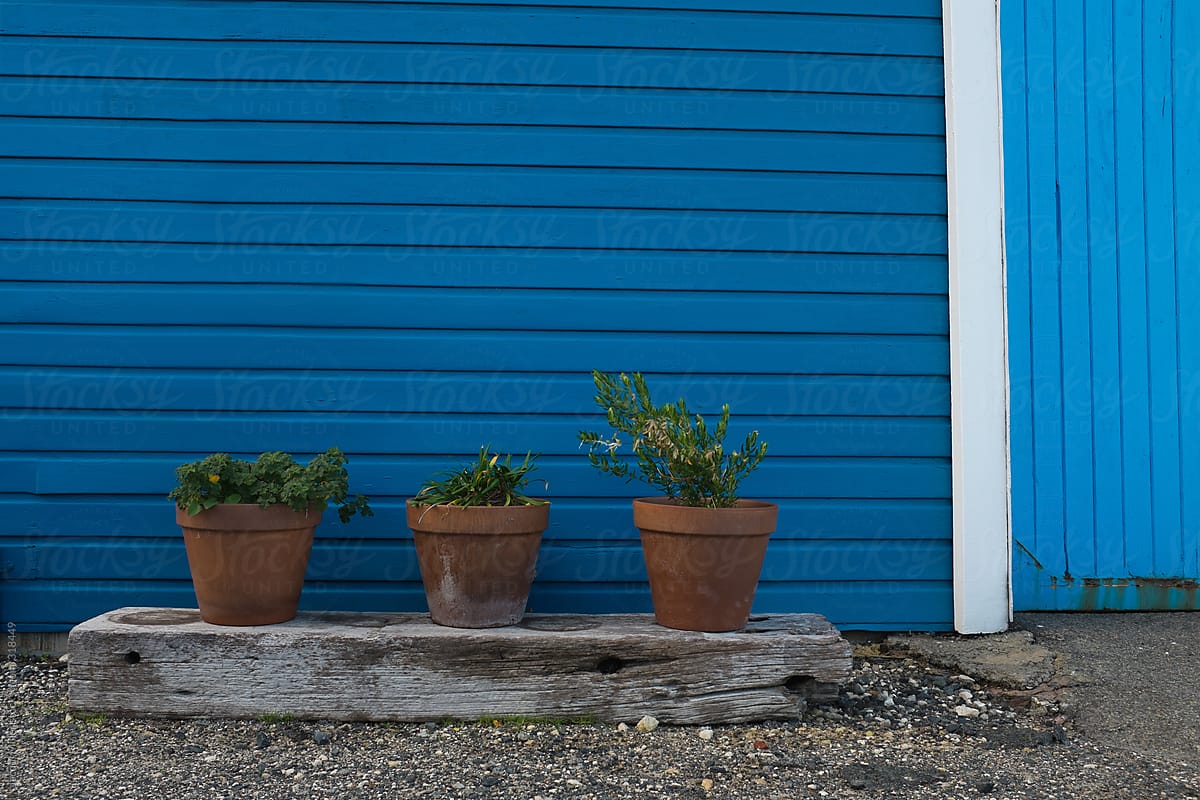 Pot plants with withered plants in front of a blue wall