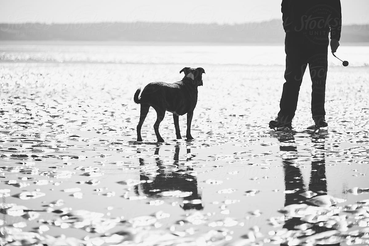 Dog waiting for it\'s owner to throw a ball on the beach. Wales, UK.