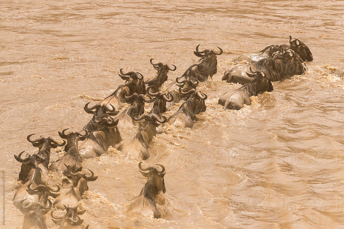 Wildebeest crossing the Mara river in a cloud of dust