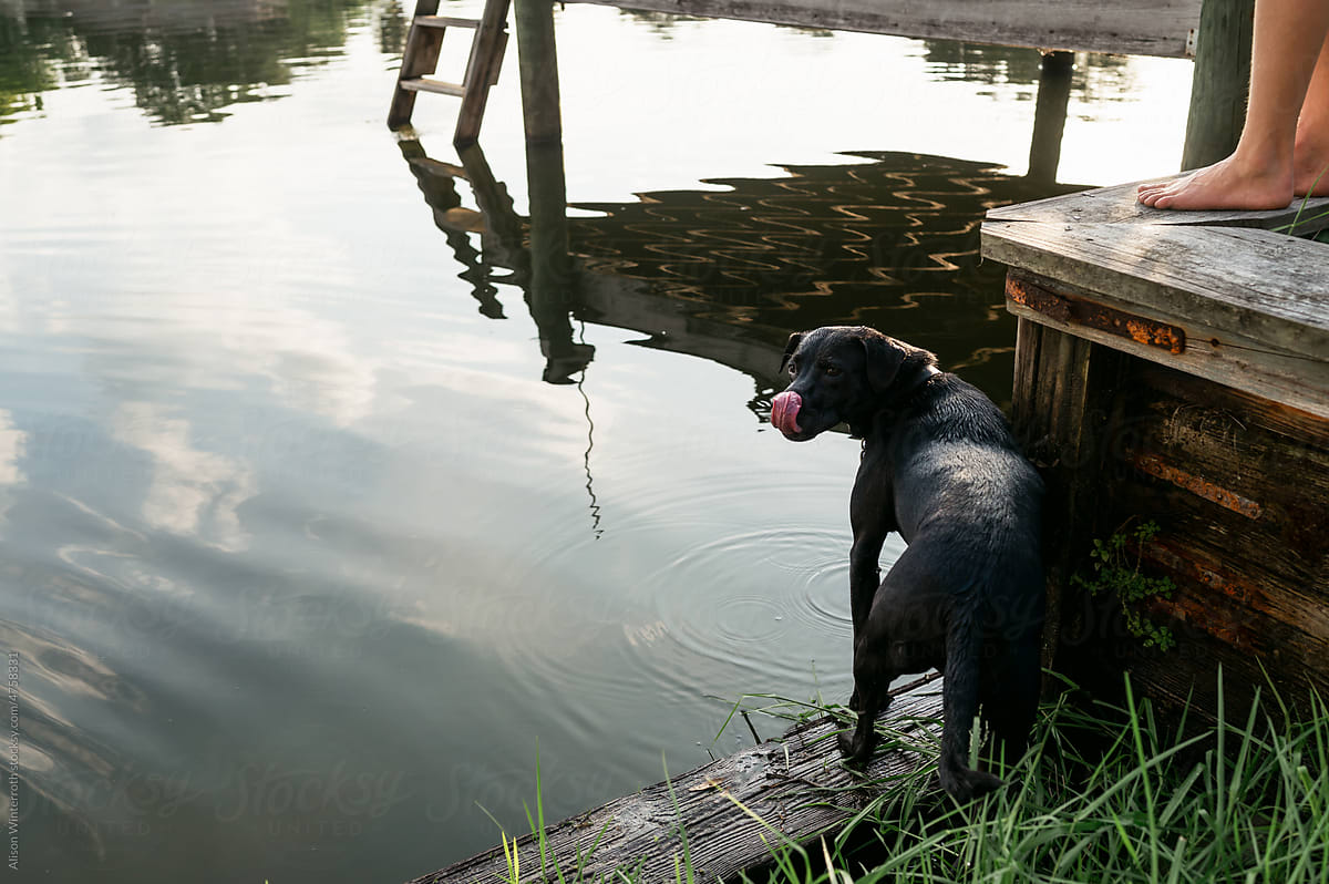 Dog licks his nose by the water