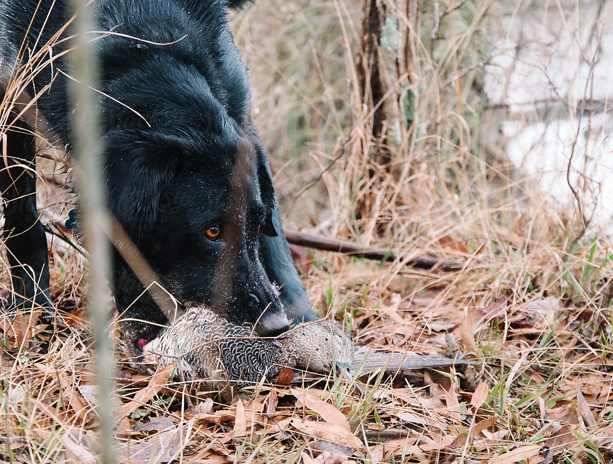 Black lab dog holding dead duck in mouth after retrieving during hunt