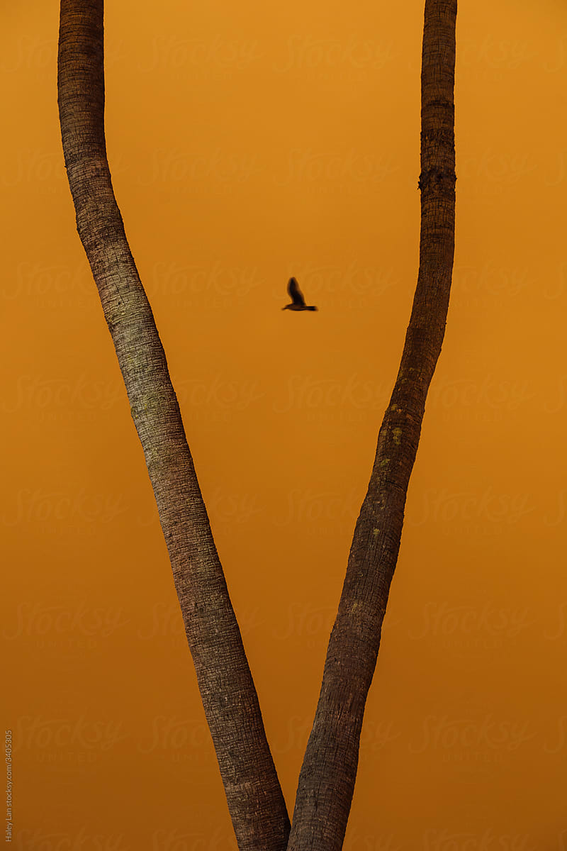 bird flying behind two trees