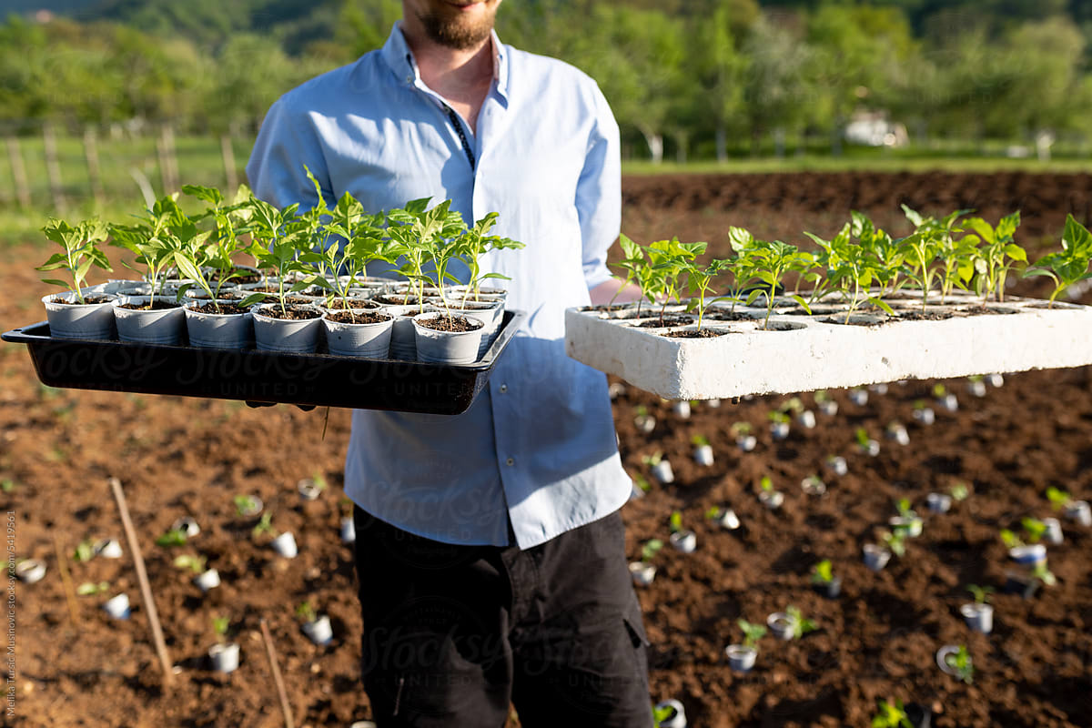 unrecognisable man holding two trays with seedlings
