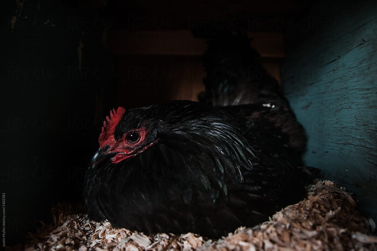 A broody black hen sitting on eggs