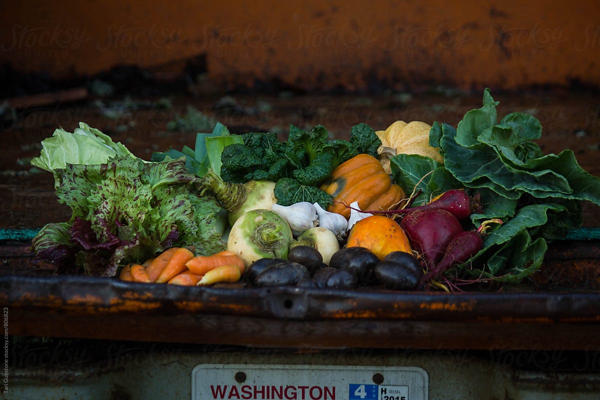 Fresh farm-picked vegetables in truck bed