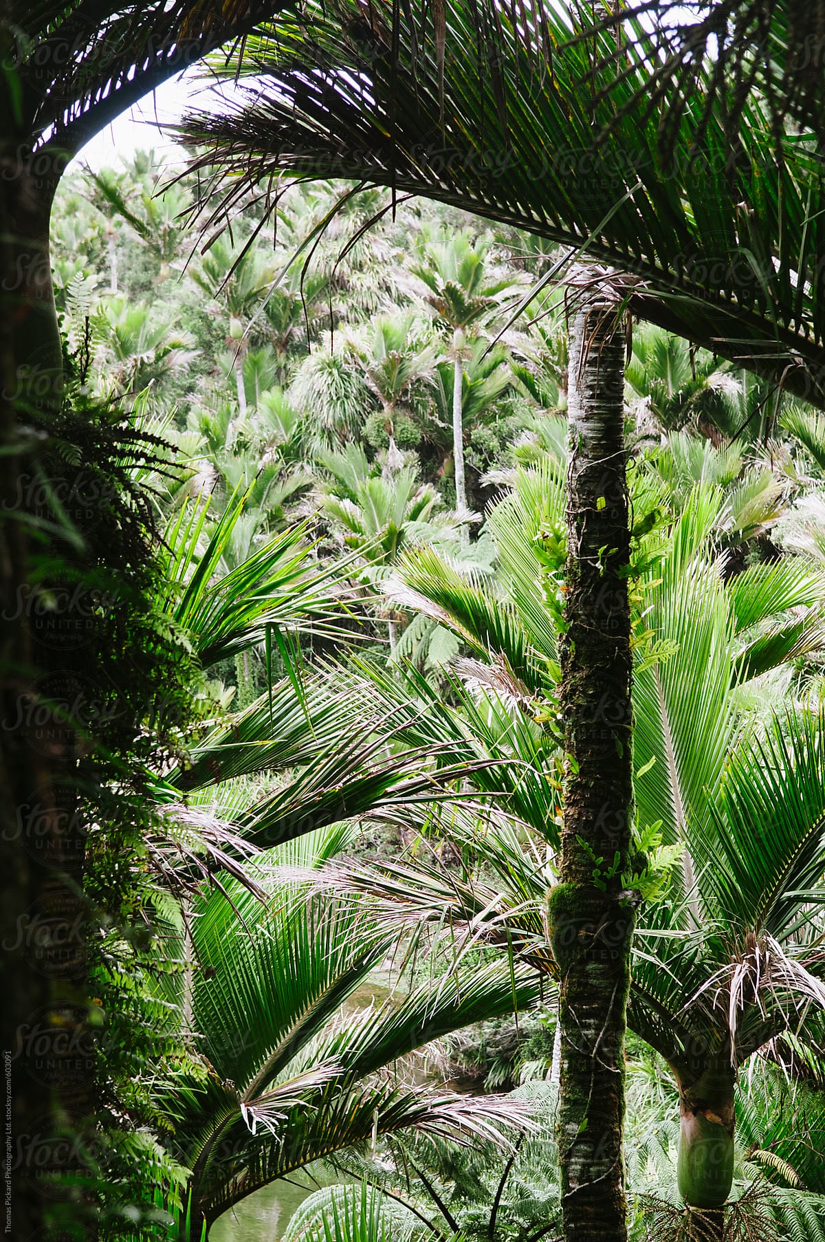 NIkau Palm, Golden Bay, New Zealand.