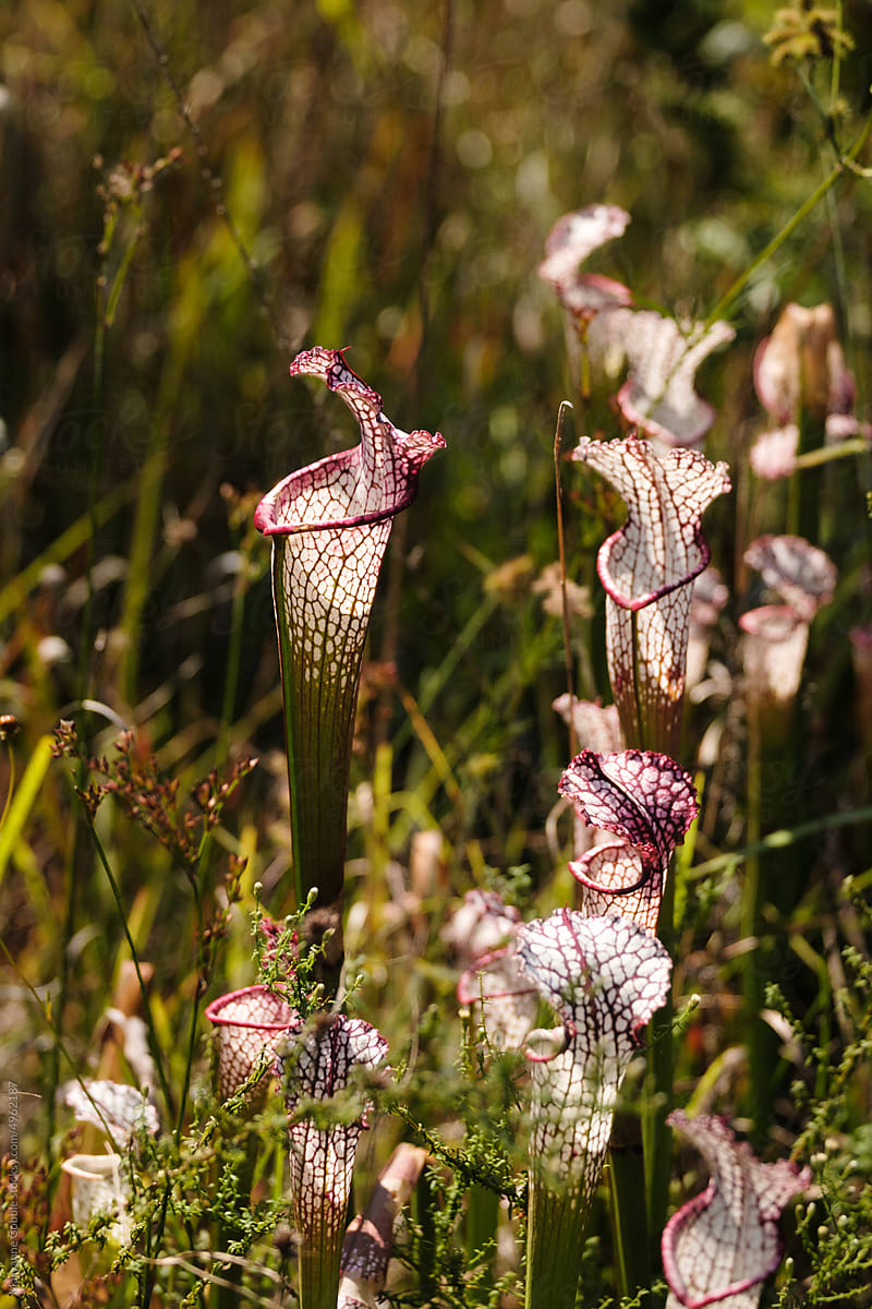 Carnivorous Pitcher Plants in Nature