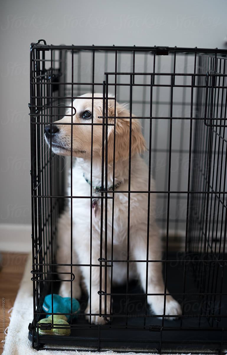 English Golden Retriever Puppy In Crate By Jeff Wasserman Dog Crate