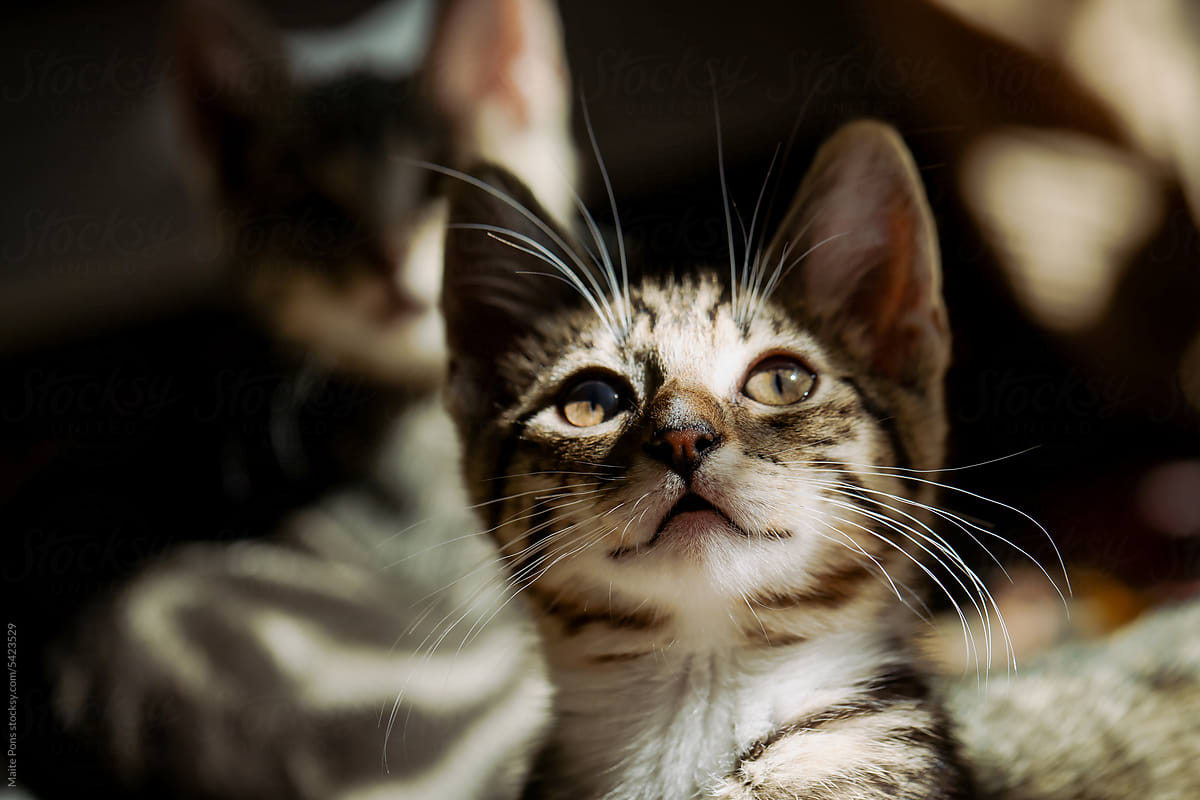 Kitten in a Tabby Background