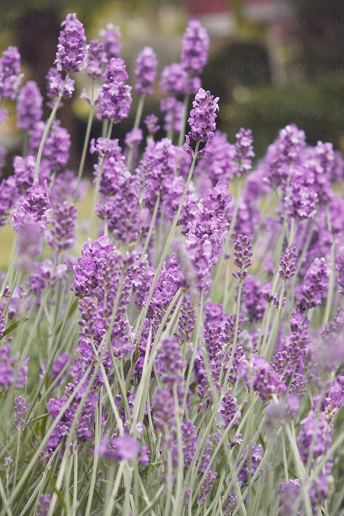 Summer lavender