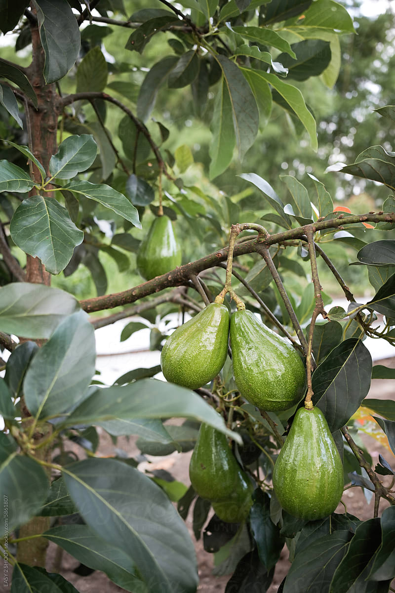Fresh Green Avocados Hanging on Branch in Orchard