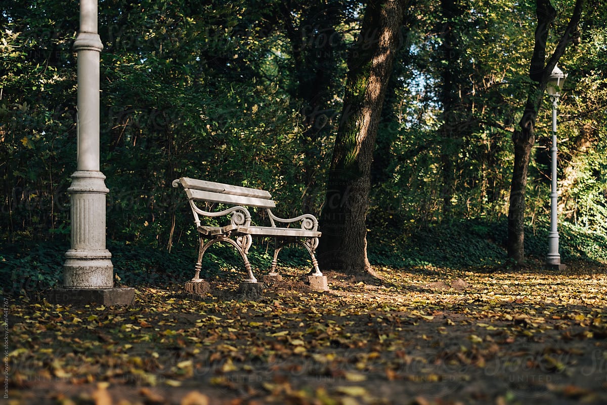 Bench in the park covered by autumn leaves