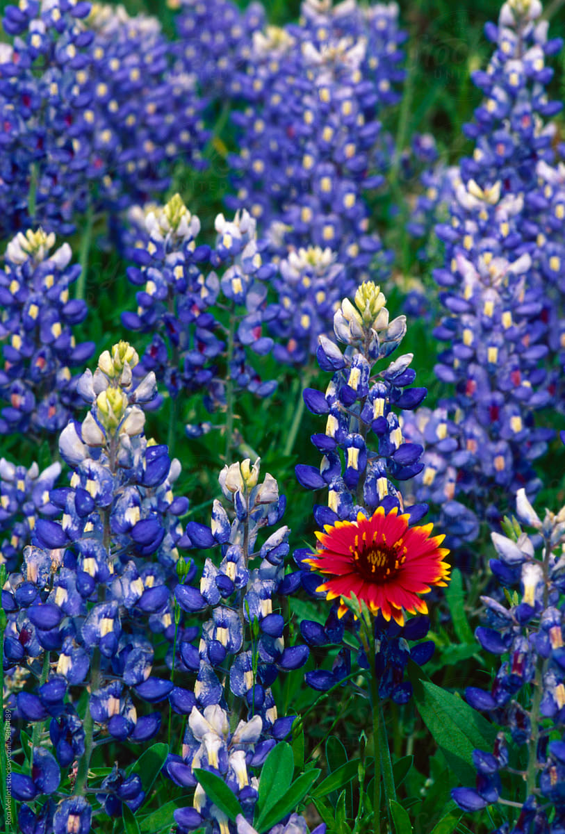 Bluebonnets Lupinus texensis Hill Country west of Austin Texas film
