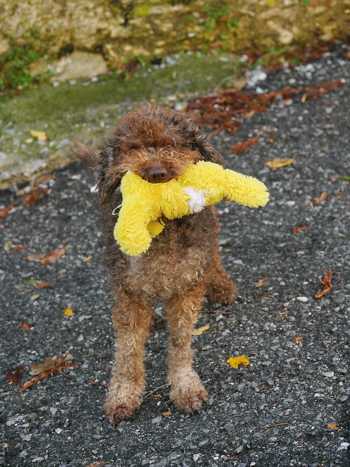  Brown Hairy Dog With Yellow Toy In Mouth By Stocksy Contributor