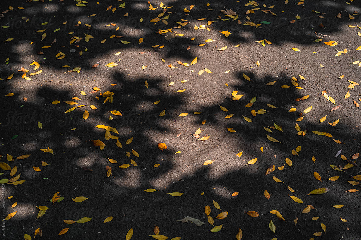 Urban Leaves