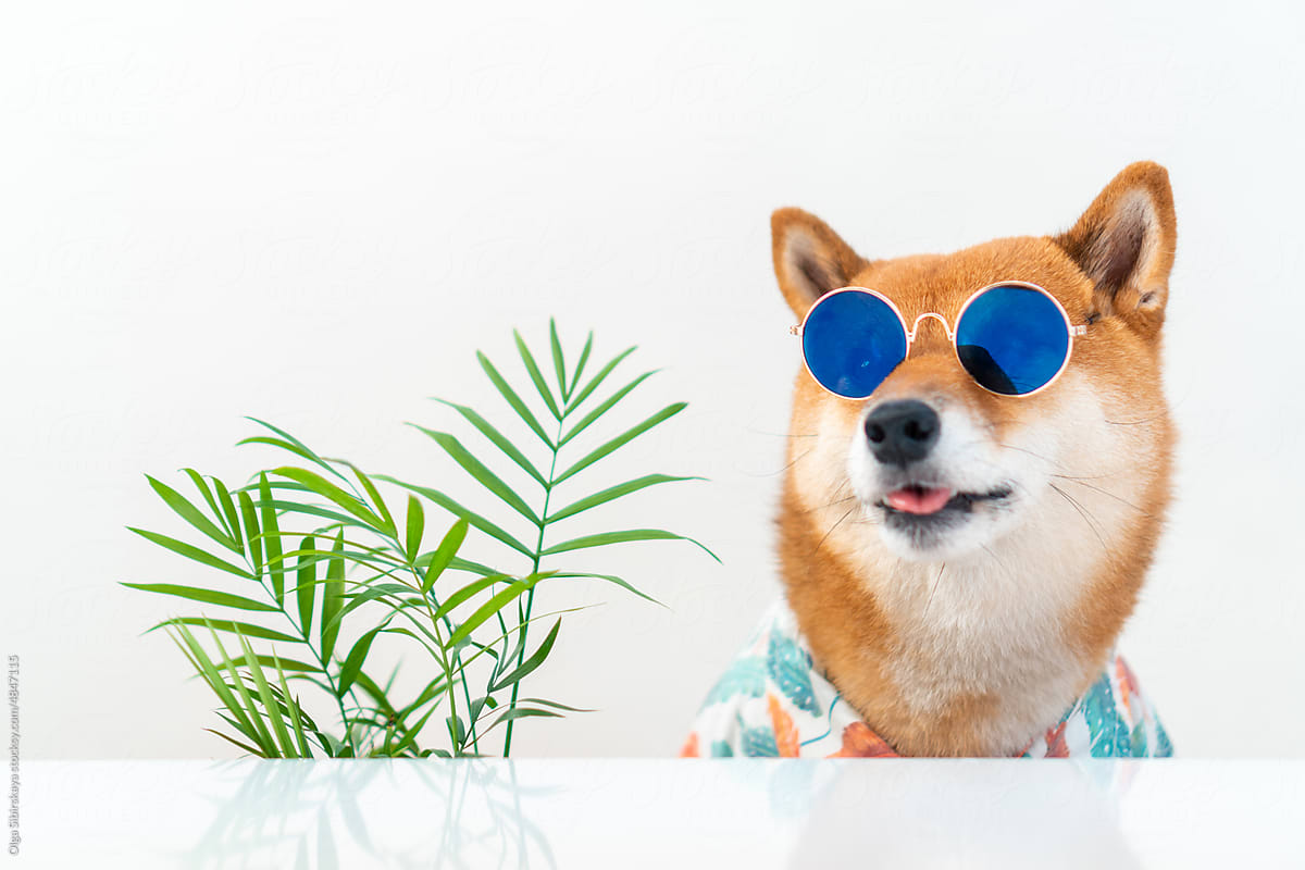 Dog in tropical clothes