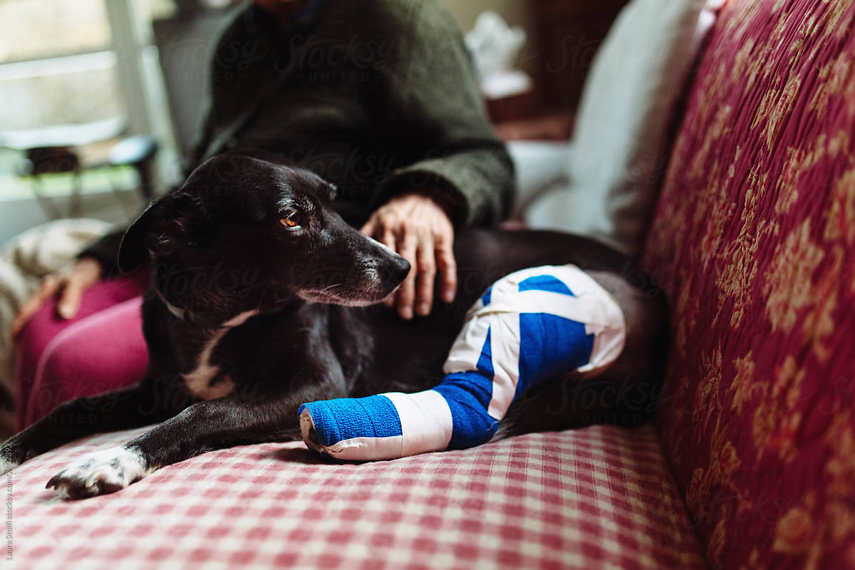 Unrecognizable woman sitting on couch close to sad dog recovering after knee  surgery